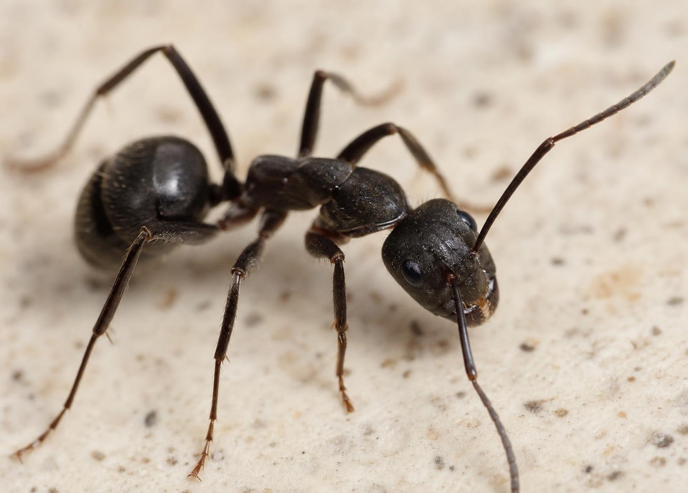 Ants in a commercial property setting