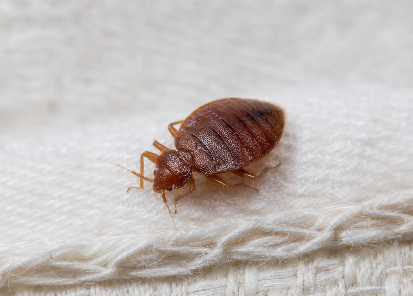 Bed Bugs in a commercial property setting