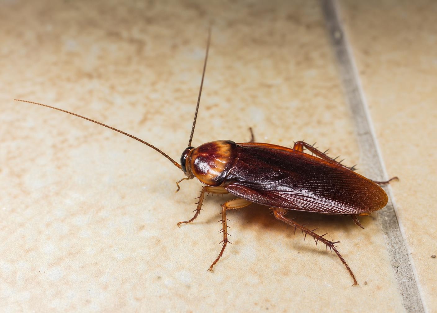 Cockroaches in a commercial property setting