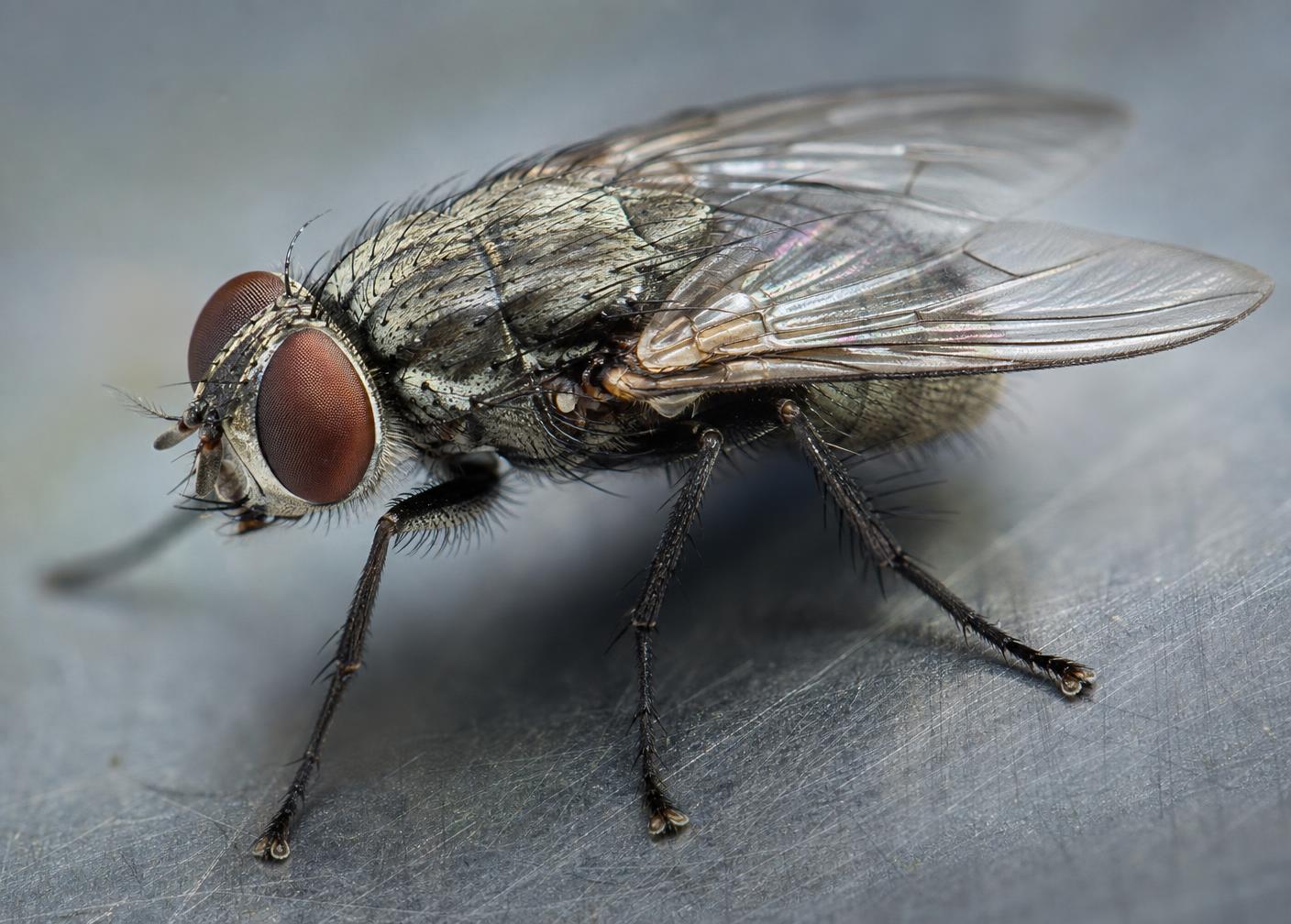 Flies in a commercial property setting