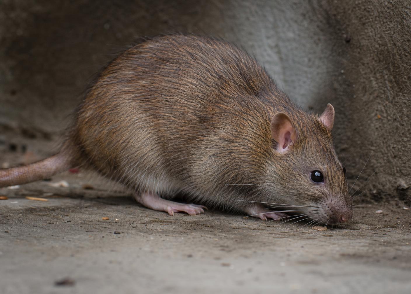Rodents in a commercial property setting